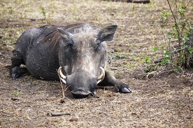 Uganda warthog