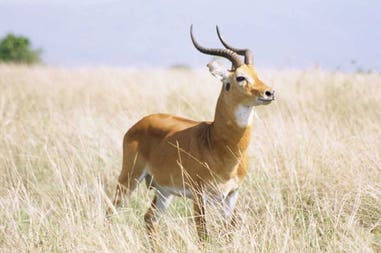 Uganda kob