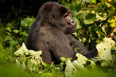 Uganda gorilla