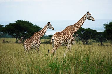 Uganda giraffe