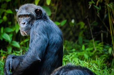 Rwanda chimp