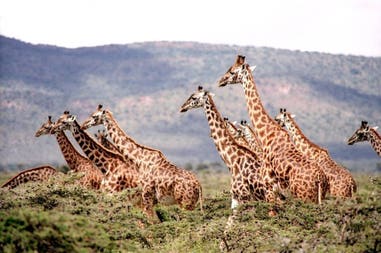 Uganda giraffes