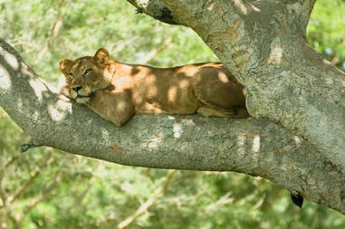 Uganda lion