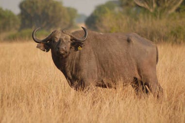 Uganda buffalo