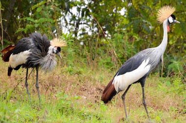 Uganda cranes