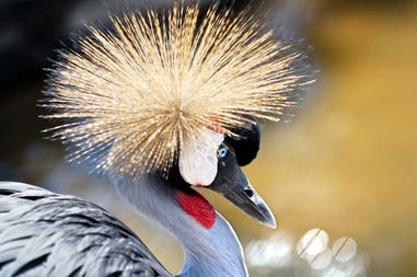 Uganda crane