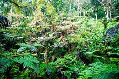 Uganda forest