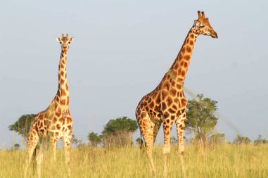 Uganda giraffes
