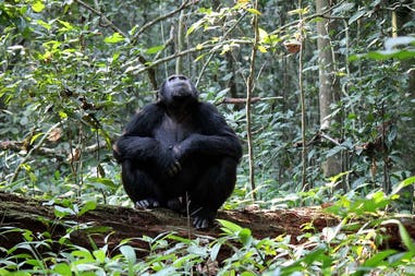 Uganda chimp