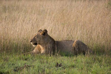 Uganda lion