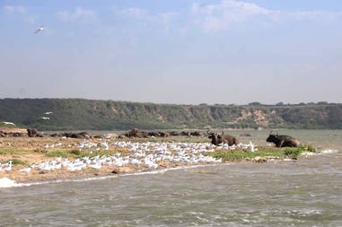 Uganda Queen Elizabeth National Park