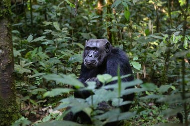 Uganda chimp