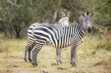Uganda zebras