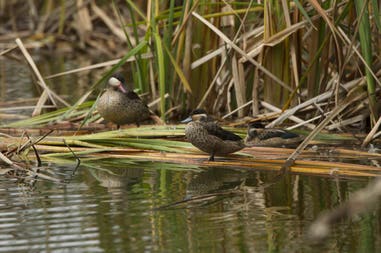 Birds in Uganda