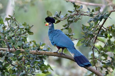 Uccello blu in Uganda