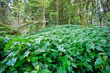 Foresta impenetrabile di Bwindi in Uganda
