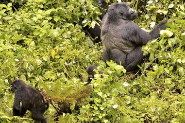 Gorilla in Uganda
