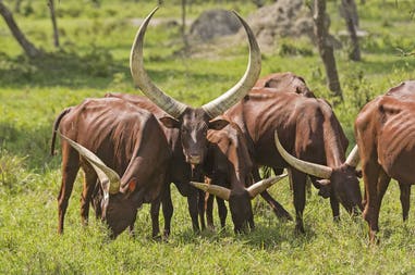 Uganda Watussi cattle