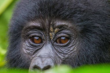 Uganda gorilla