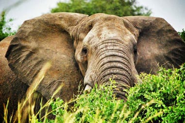 Hidden elephant in Uganda