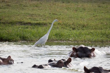 Hippos in Queen Elizabeth National Parlk in Uganda