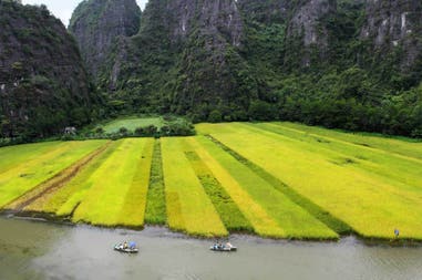Vietnam Ninh Binh campi di riso