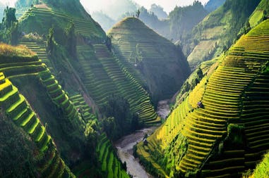 Vietnam ricefields