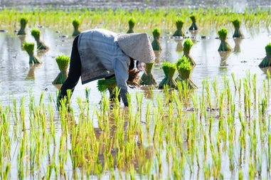 Women working in a ricefield in Mekong Delta in Vietnam