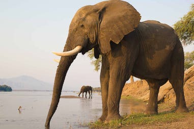Zambia elephants