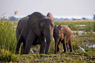Zambia elephants