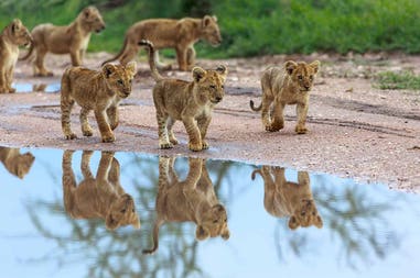 Zambia lion cubs
