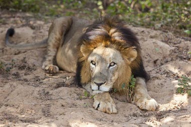 africa-swaziland-male-asiatic-lion-laying-down