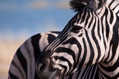 Zimbabwe zebra