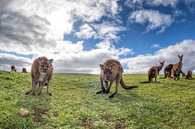 Kangaroo Island