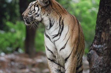 INDIA - gli habitat delle Tigri in India