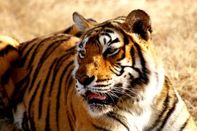 Magica India Del Nord, Safari Nel Parco Della Tigri E Varanasi
