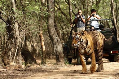 Magical North India Tour and The Land of Tigers (All inclusive with flights)