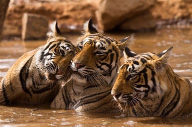 Khajuraho with Tiger Tour (All Inclusive Tour)