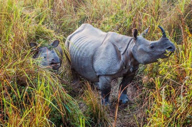 Kaziranga 
