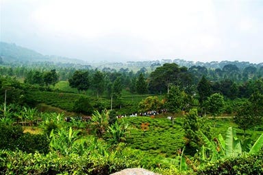 Puncak