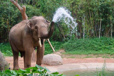 Safari a dorso d'elefante