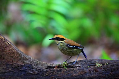 West Bali National Park