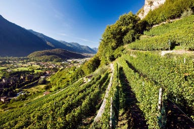 Tour "La strada dei vini della Valtellina" con partenza da Como