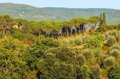 Vespa & Chianti Small Group Tour