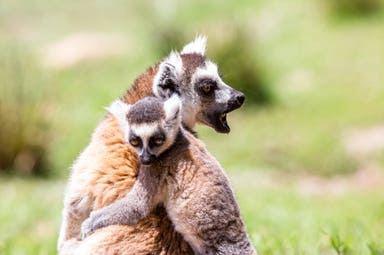 Madagascar Authentic Mid-Range Tour