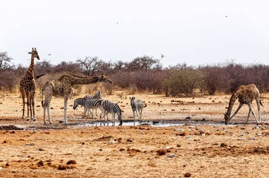 Etosha