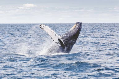 Aurora boreale e whale watching in Norvegia