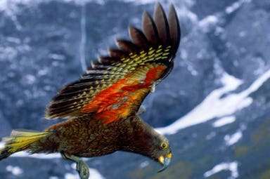 Parco di Zealandia