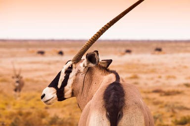 Safari al parco nazionale Chobe e al parco nazionale Etosha in campo tendato