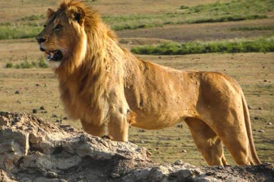 Mini tour della Tanzania con il meglio di Serengeti e Ngorongoro